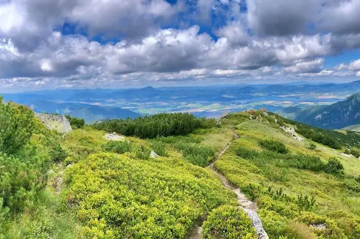 Blueberry Deménvölgy